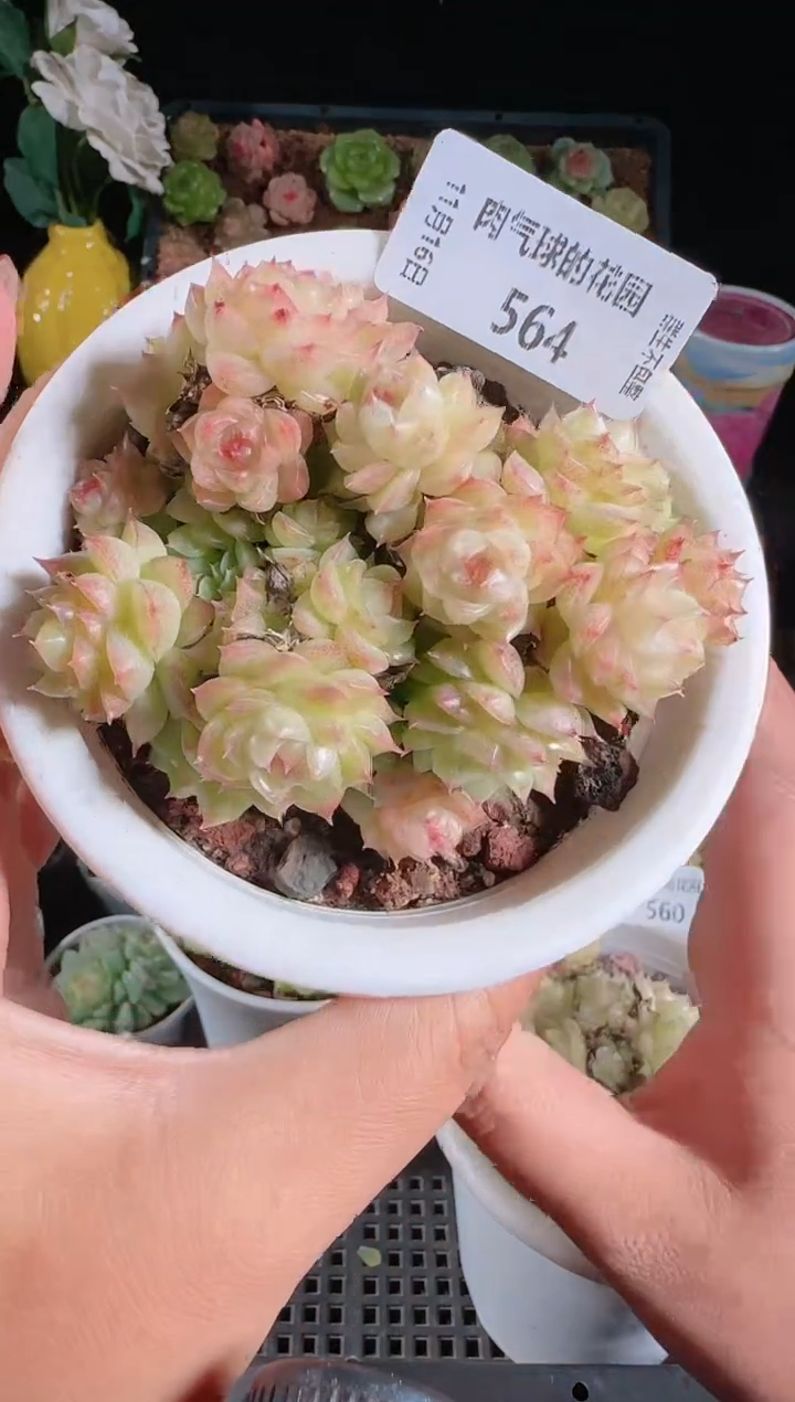 1117-564麦秆群生不包整