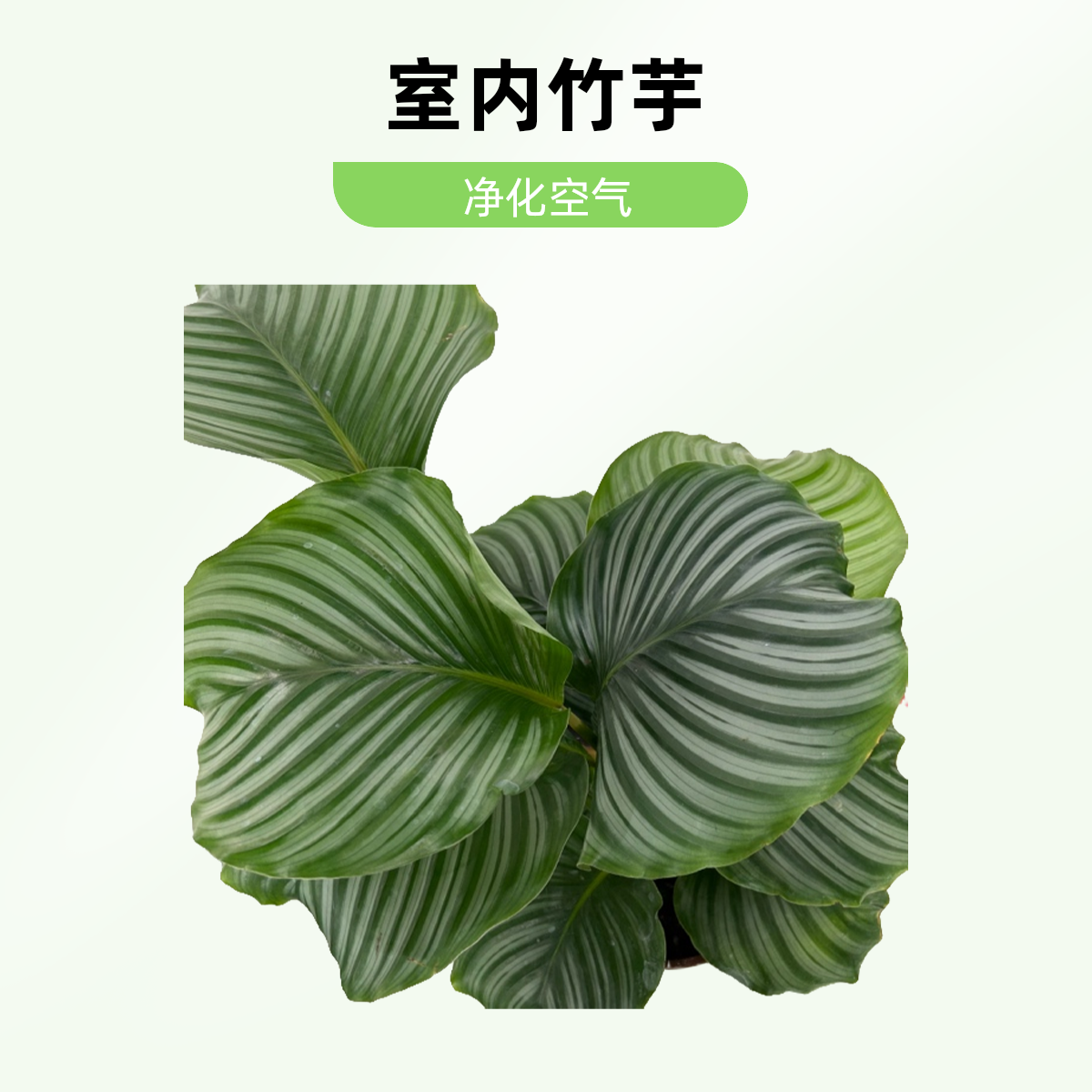 【青苹果竹芋】花卉室内办公桌精华空气顺丰包邮次日达