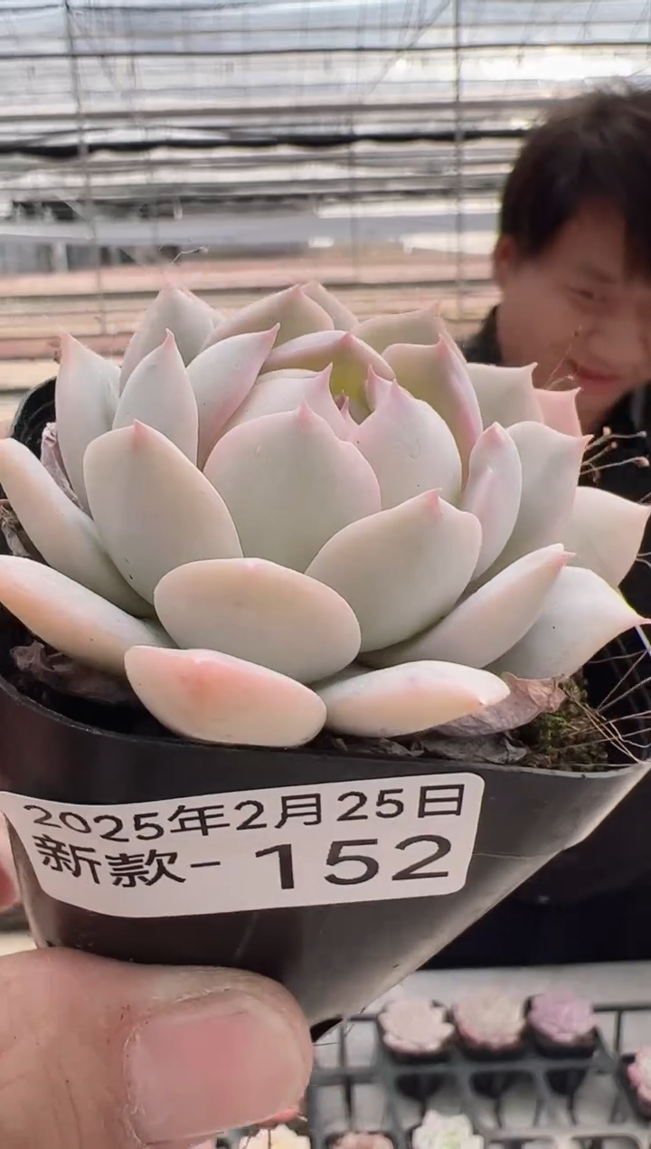 【闪购商品】新款多肉-152