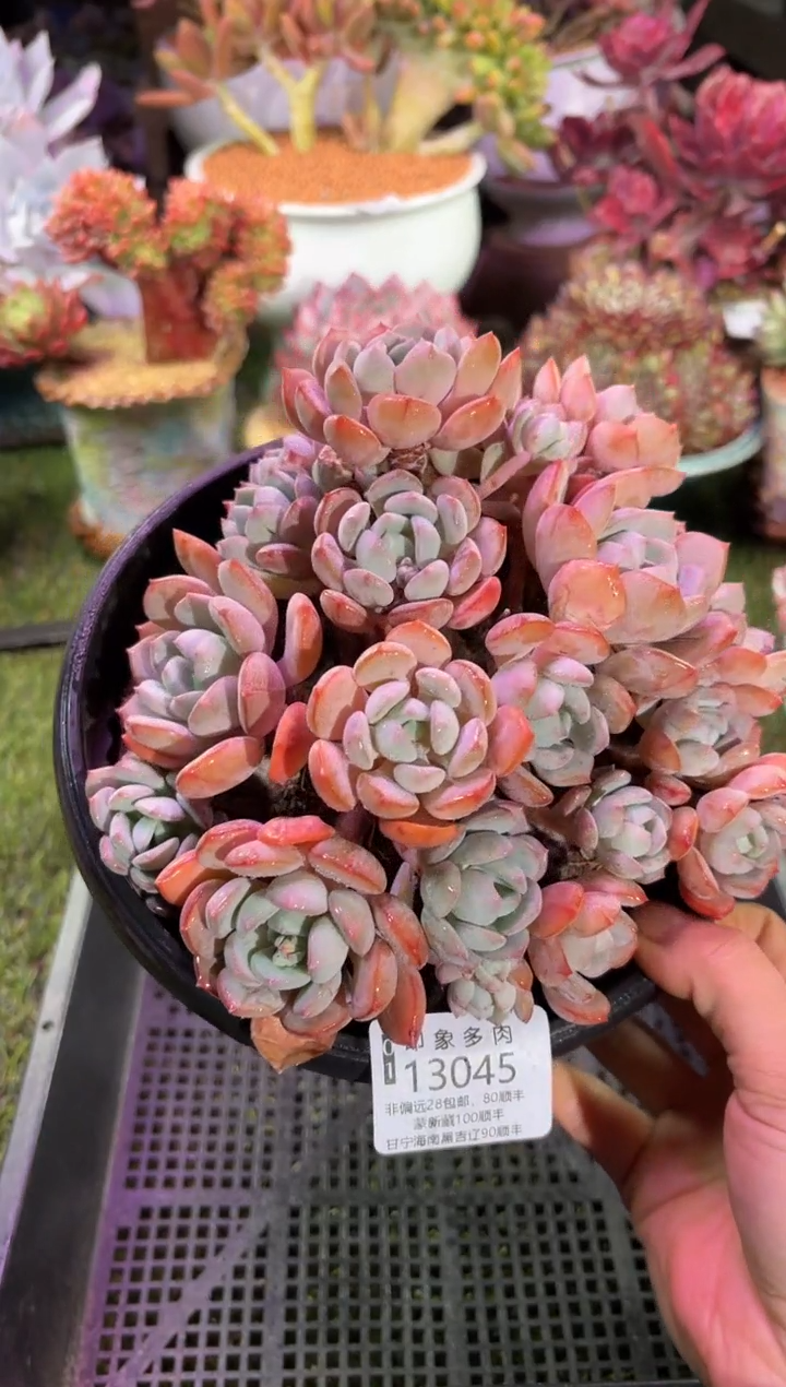 【闪购商品】13045