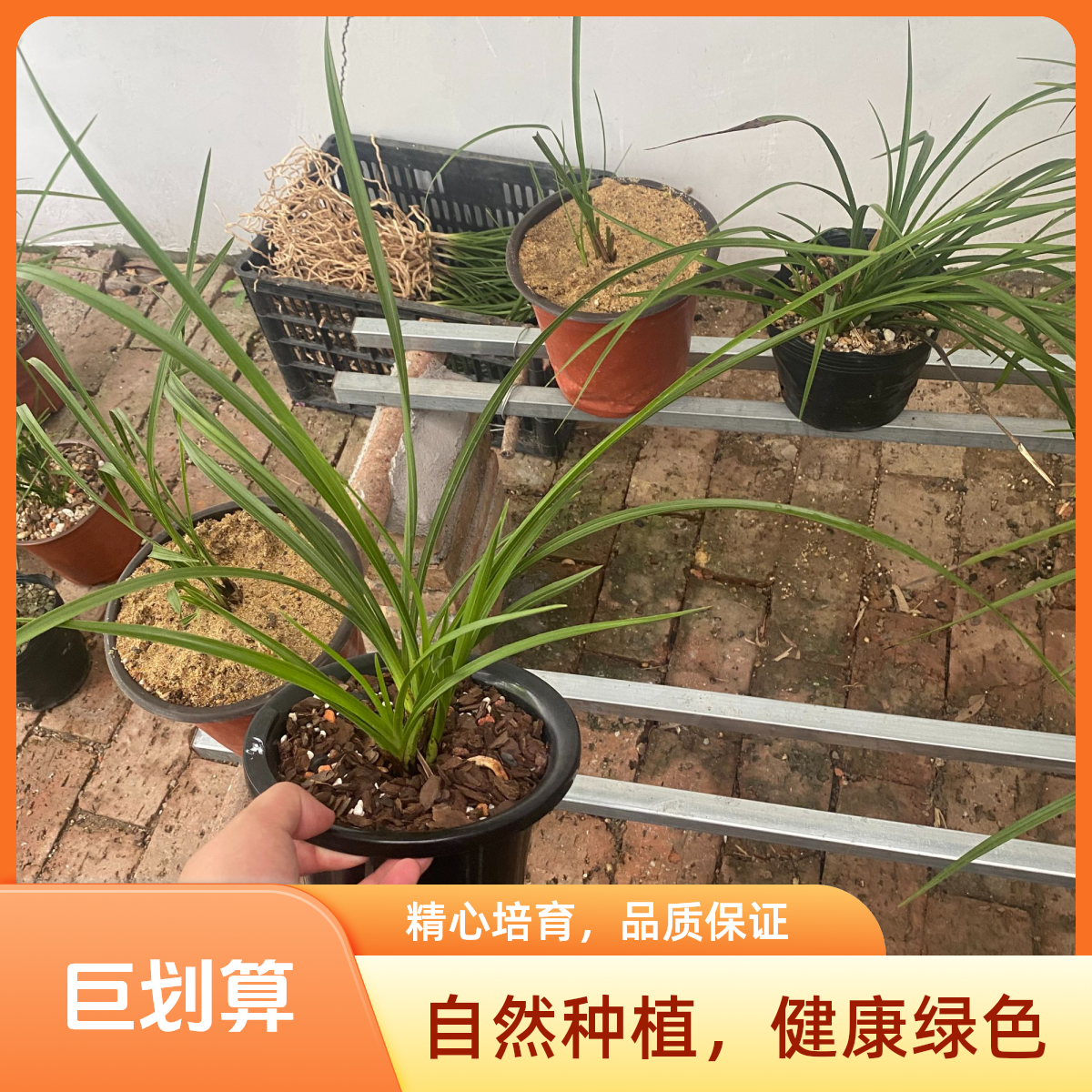 1号链接元懿兰苑直播间一物一拍兰花