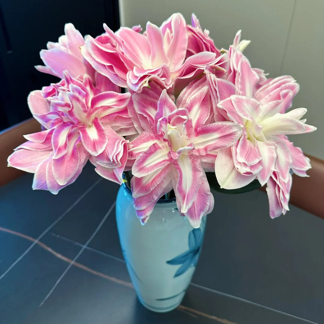 【西尔则】莲花惊奇-重瓣百合 云南基地直发水养鲜切花