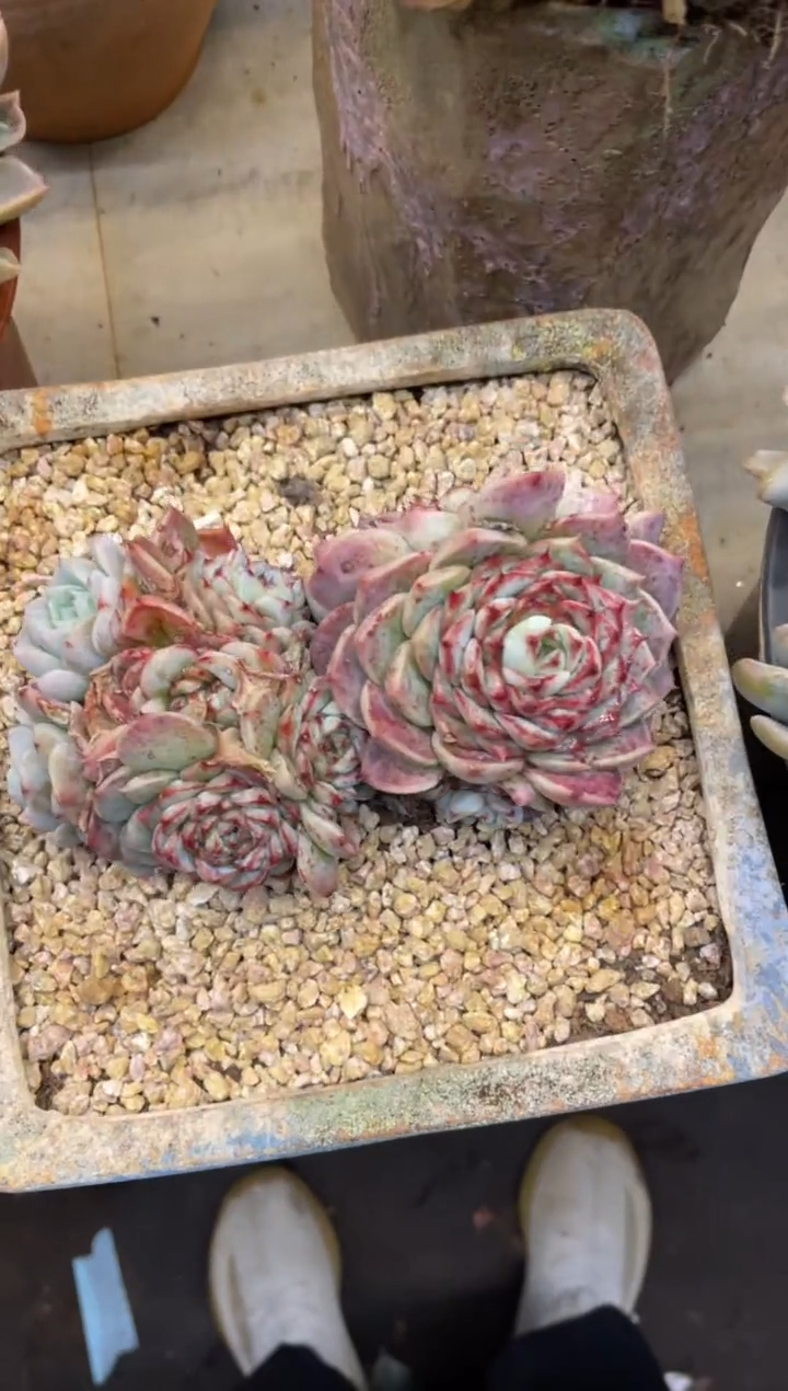 【闪购商品】169天鹅绒