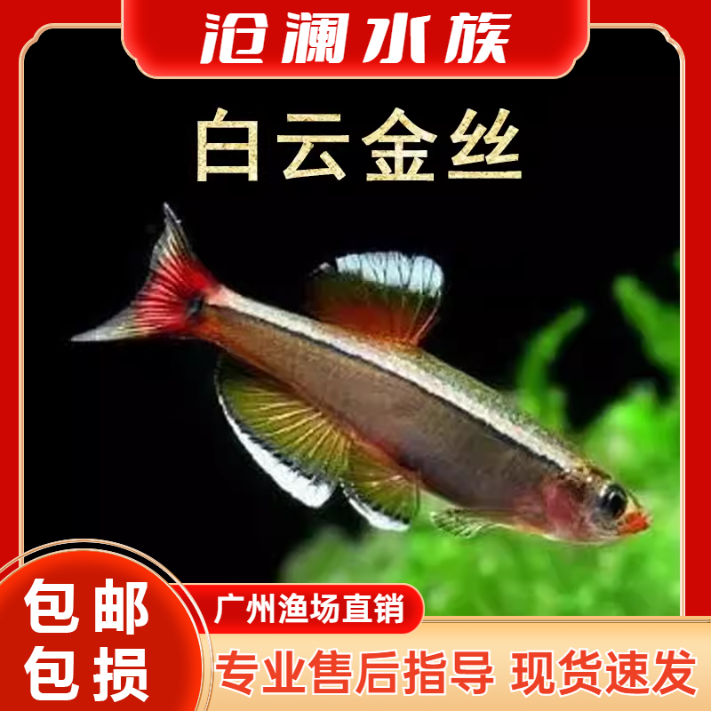 原生冷水大号白云金丝鱼好养包邮混养灯科鱼迷你淡水小鱼观赏鱼