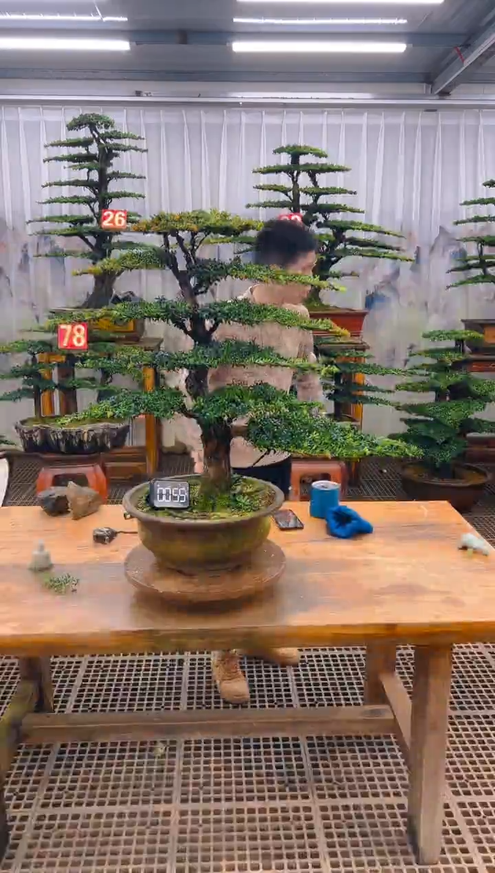 无花朵精品盆景直播间一物一拍