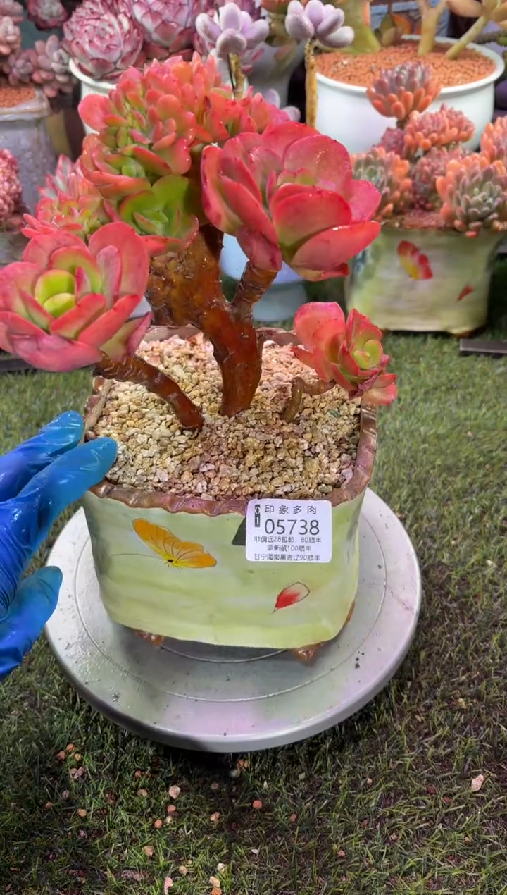 【闪购商品】05738