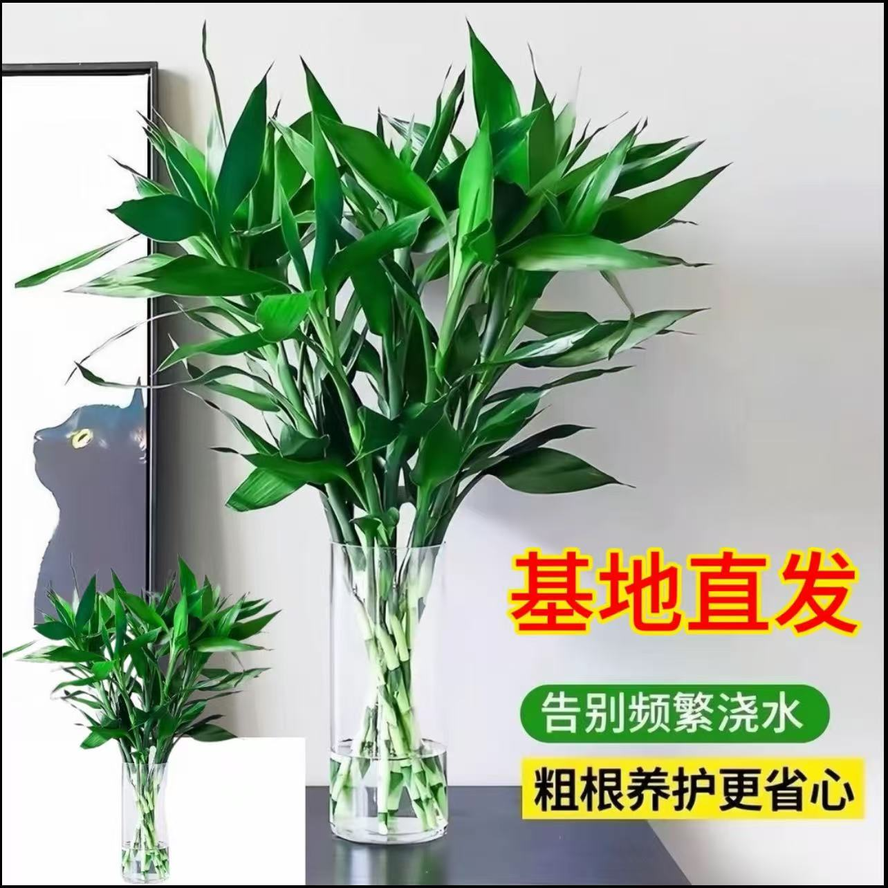 B【大叶70-80cm】海南精品富贵竹10枝大叶高档大气正宗水培盆栽