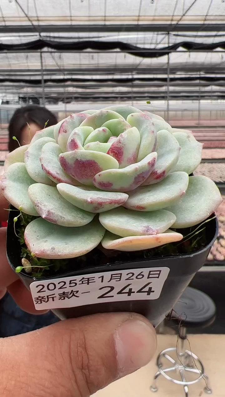 【闪购商品】新款多肉244