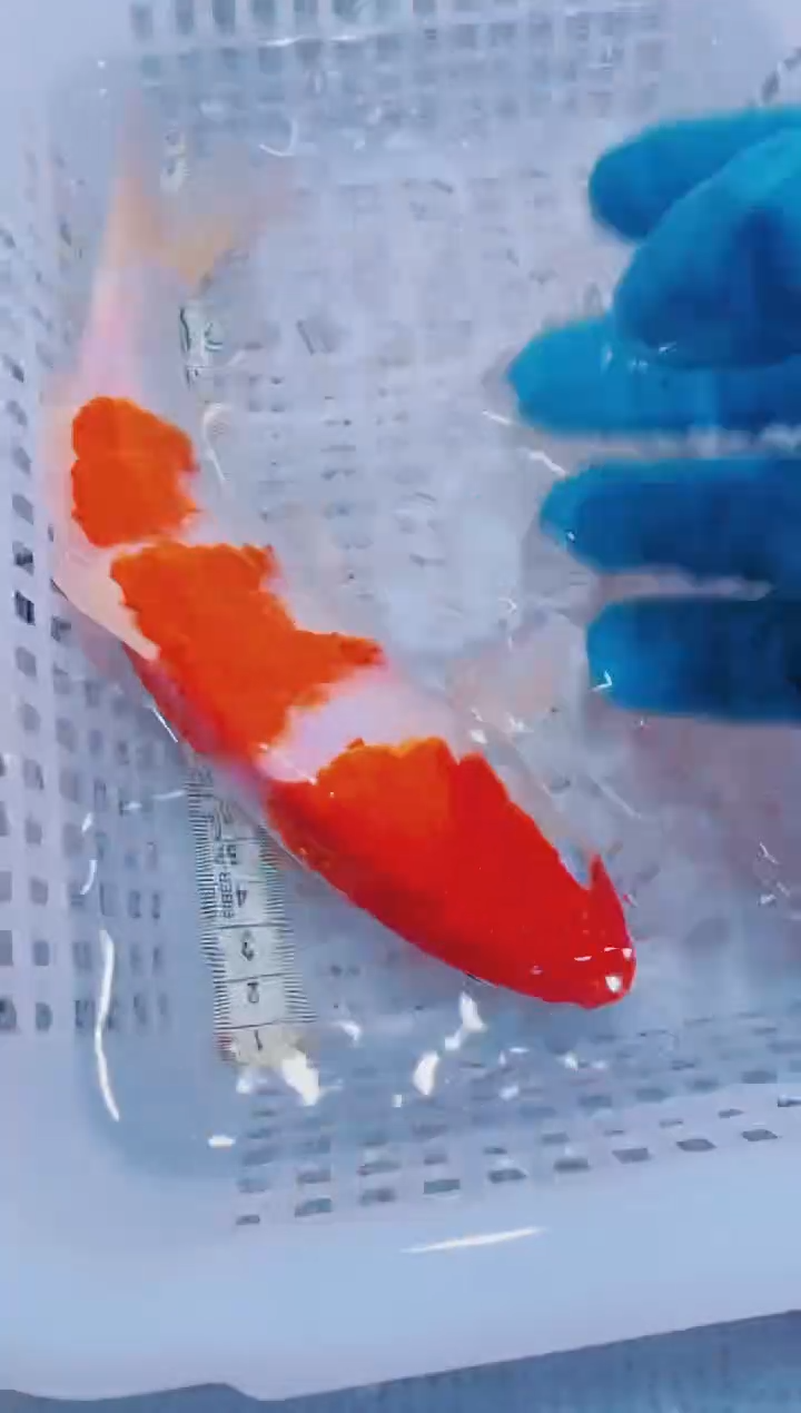 锦鲤血统锦鲤全场包邮213