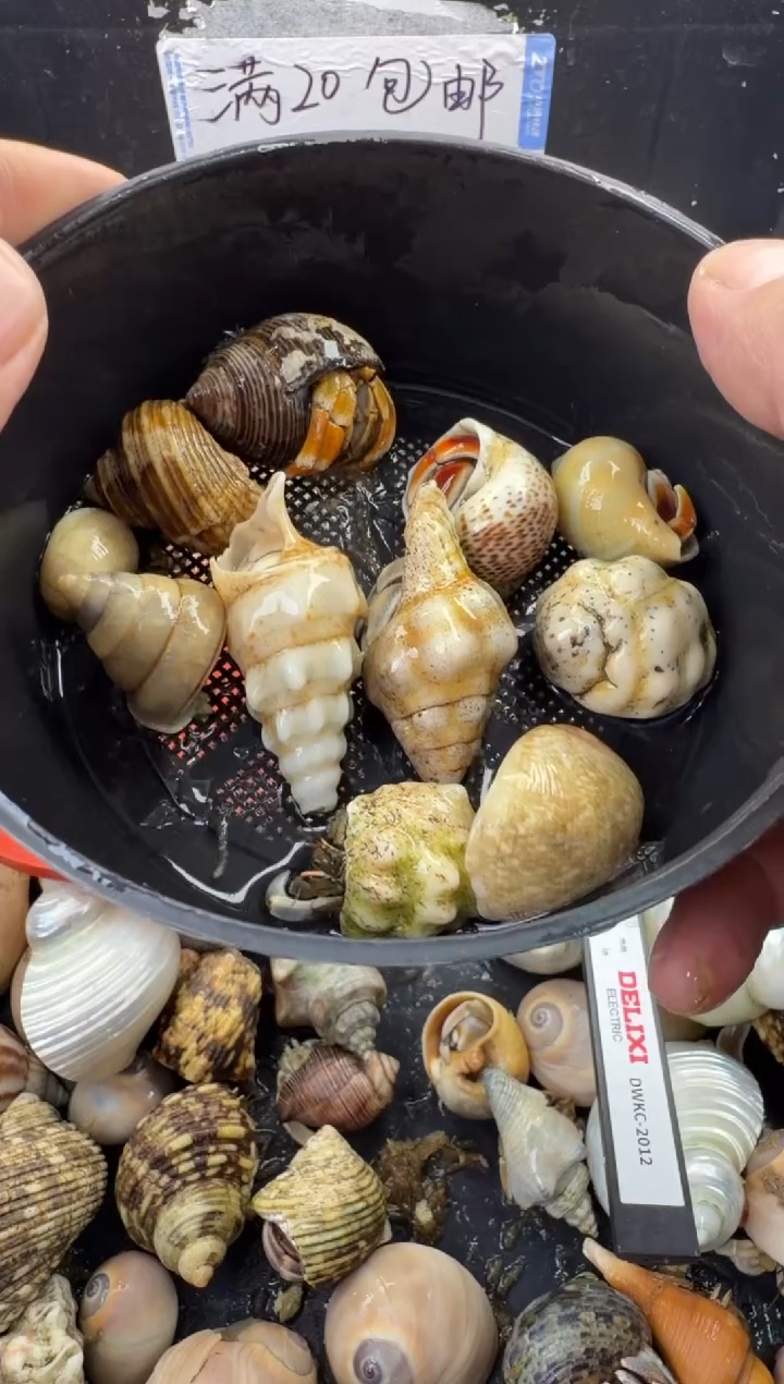 豆丁11只包活到手6只，不包全品
