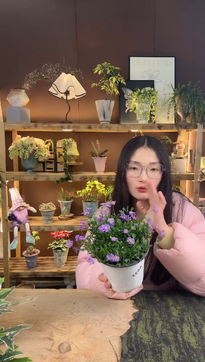 以实际为准033姬小菊育苗盆