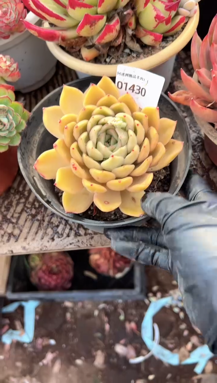 时**一多肉植物一物一拍01430