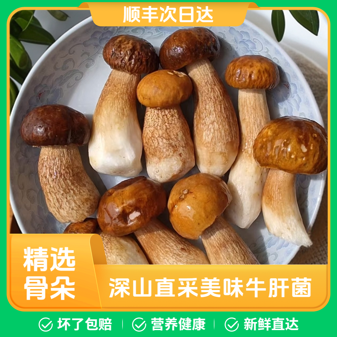 云南深山新鲜美味牛肝菌野生大脚菇可食用野生菌