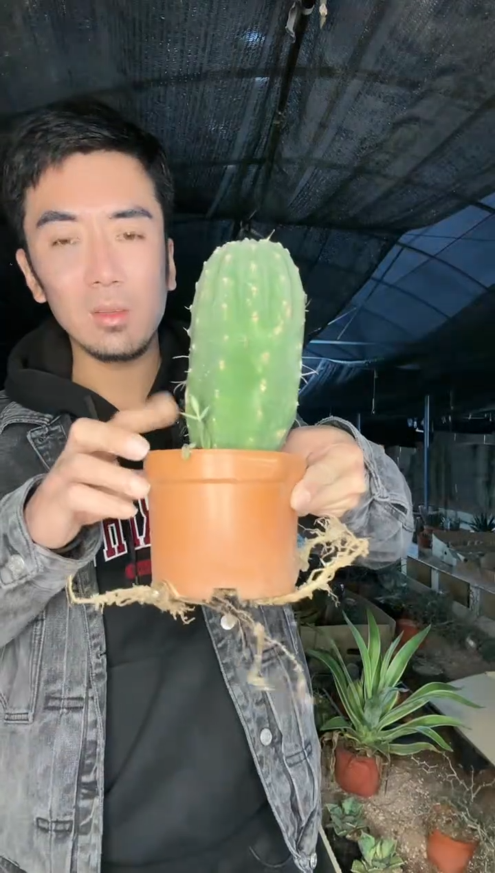 【闪购商品】奇仙玉111111