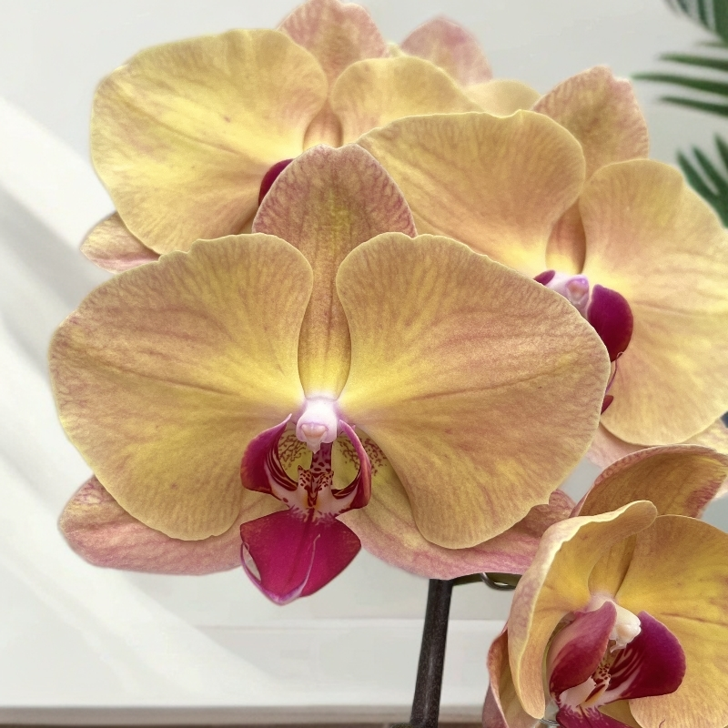 蝴蝶兰《金钻石》年宵花爆款 花色娇艳耐养室内花 源头基地直发