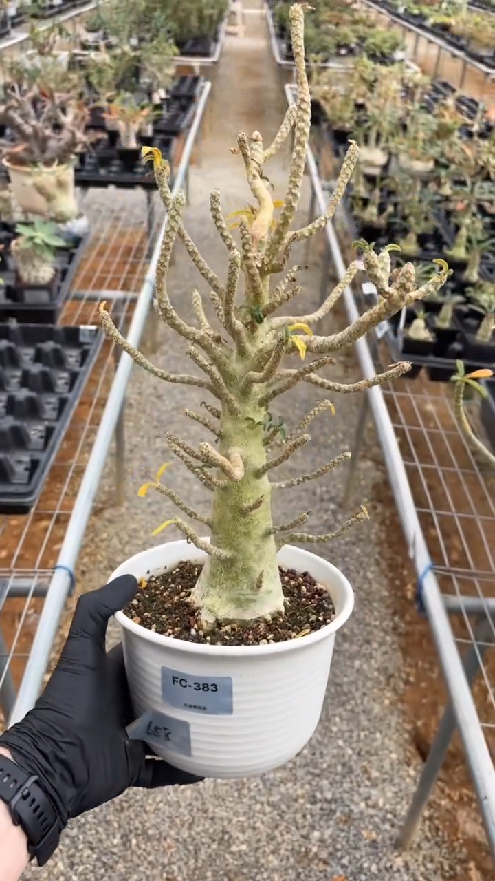 扦插巨琉桑FC-383