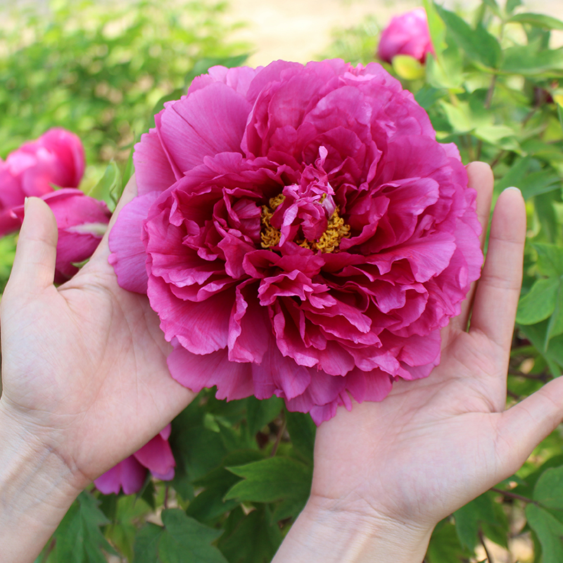 带原土球【洛阳红】15斤左右牡丹花树苗盆栽大苗洛阳正宗带花苞牡丹