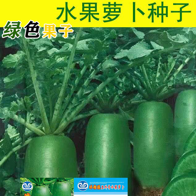 冰糖水果萝卜种子四季播种阳台盆栽绿萝卜种生吃脆甜农家蔬菜种子