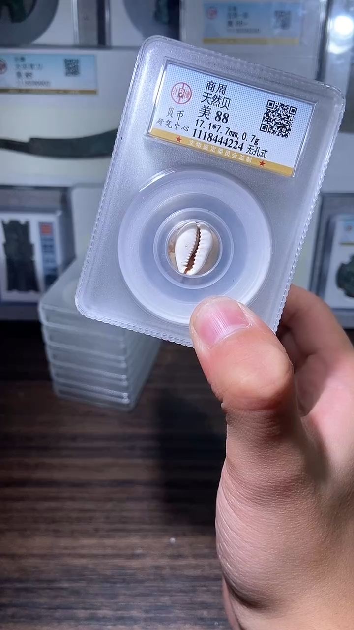 【闪购商品】铜历代   天然贝一枚