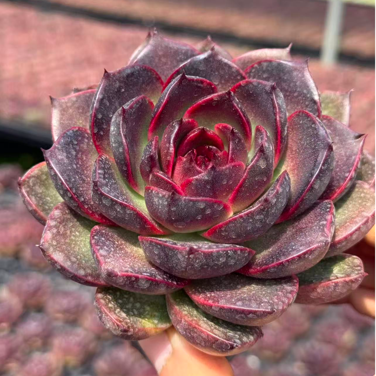 10#黑茶花多肉植物  前男友精品多肉