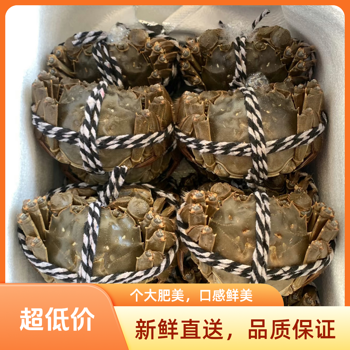 10只江苏精品1.8两大闸蟹全母十只选择规格福利送到家