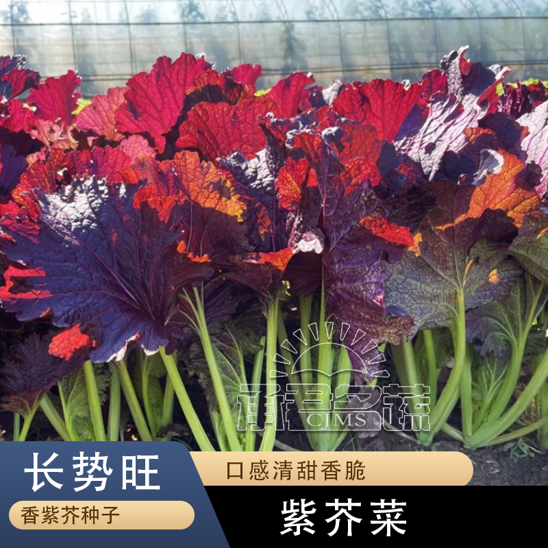紫色大叶芥菜种子农家腌制咸菜酸菜种籽腌菜种孑宽邦大叶芥菜种子
