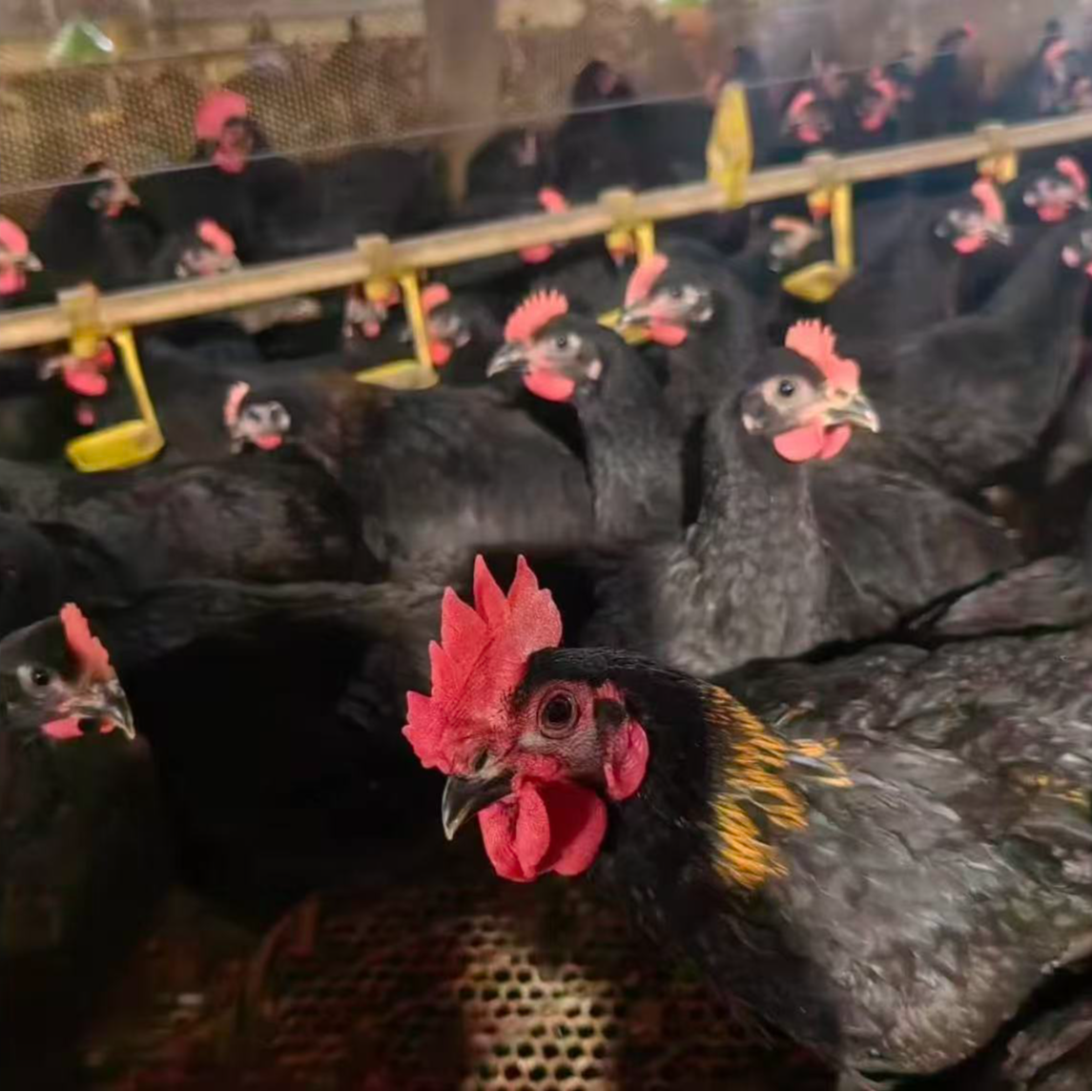 农家散养黑凤鸡发货包邮到手3只单只2斤半