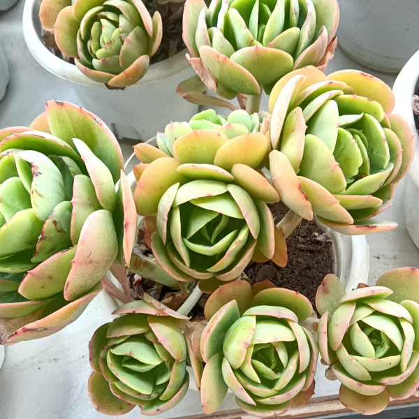 地栽碧桃 新手必拍 新手好看好养 昆明发货精品多肉植物