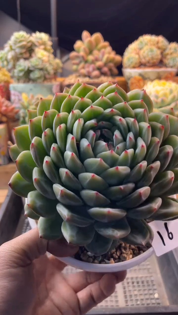 16雪花珍妮1111111