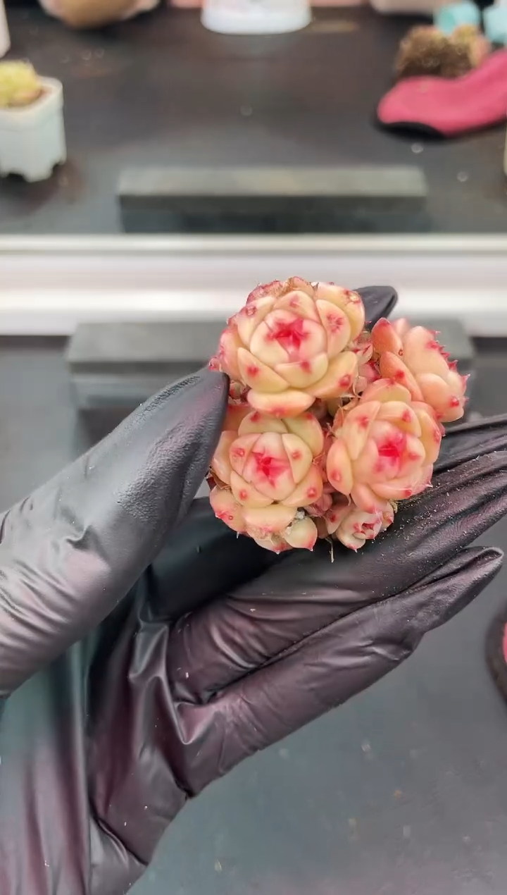 闪购1298 y-11群多肉一颗