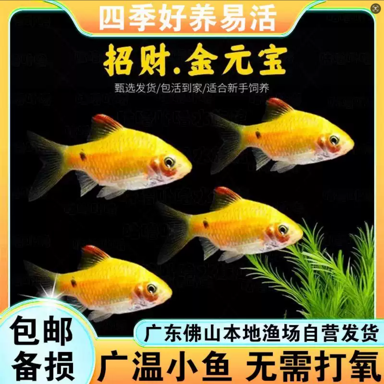 金元宝鱼小型淡水观赏鱼冷水耐寒玫瑰鲫好养易活招财进宝