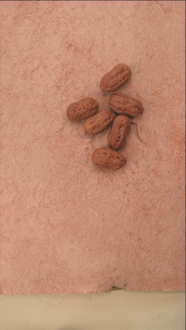 把件文玩核桃A1587多样性发货发其一