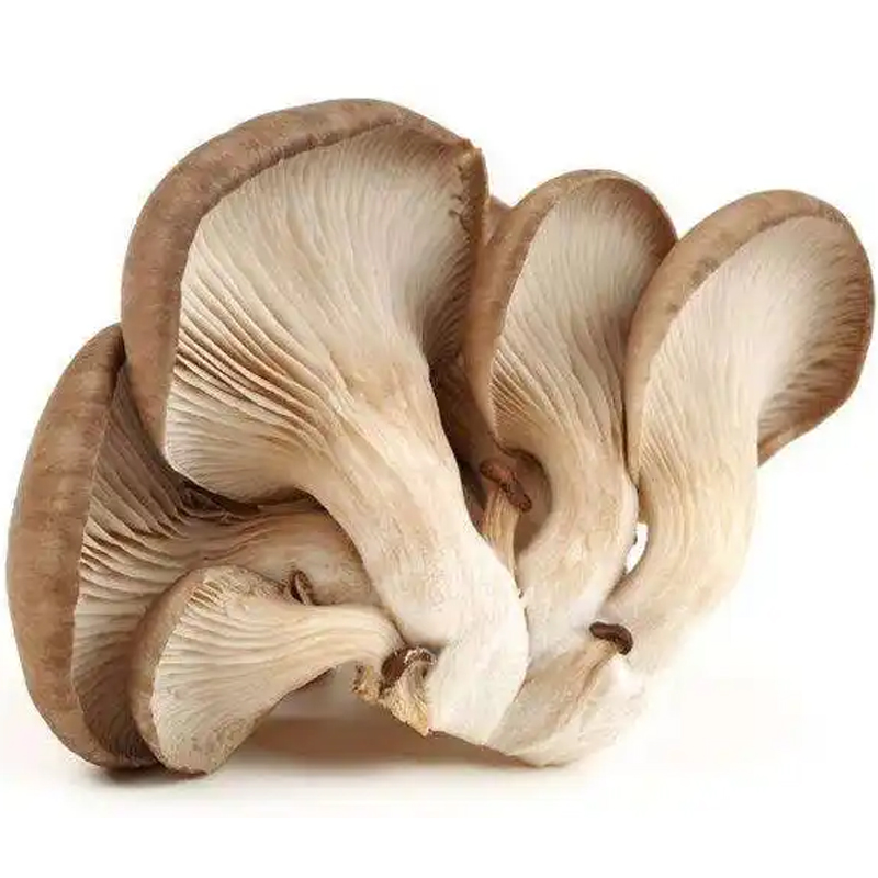 【新鲜】散称平菇约600g±20g/份
