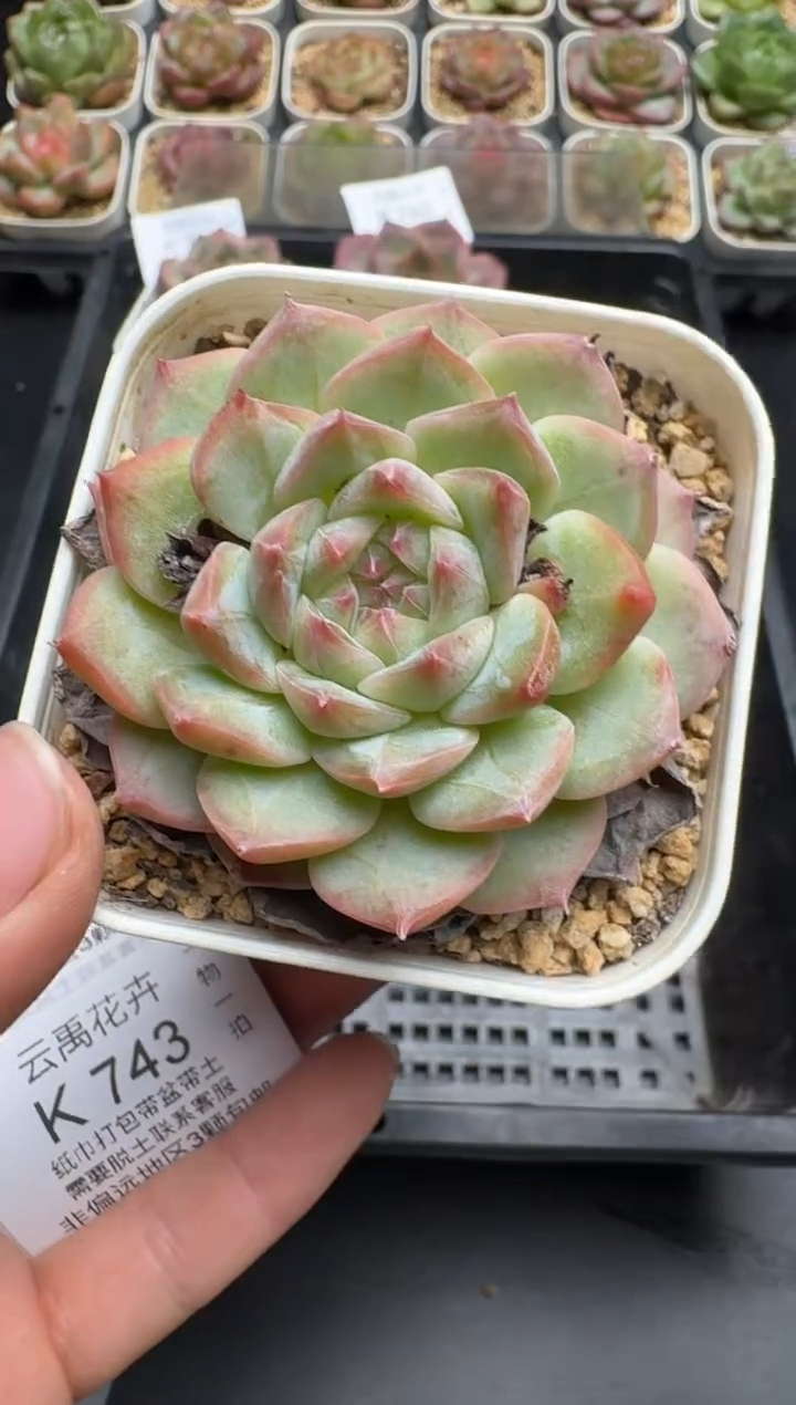 741K云禹多肉植物 带盆土纸巾打包 当天拍3颗包邮
