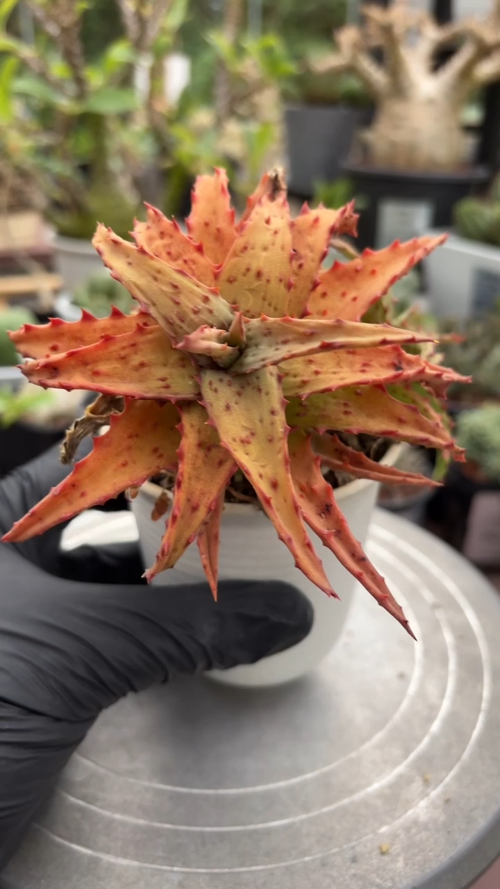 卡萨帝芦荟FD-90