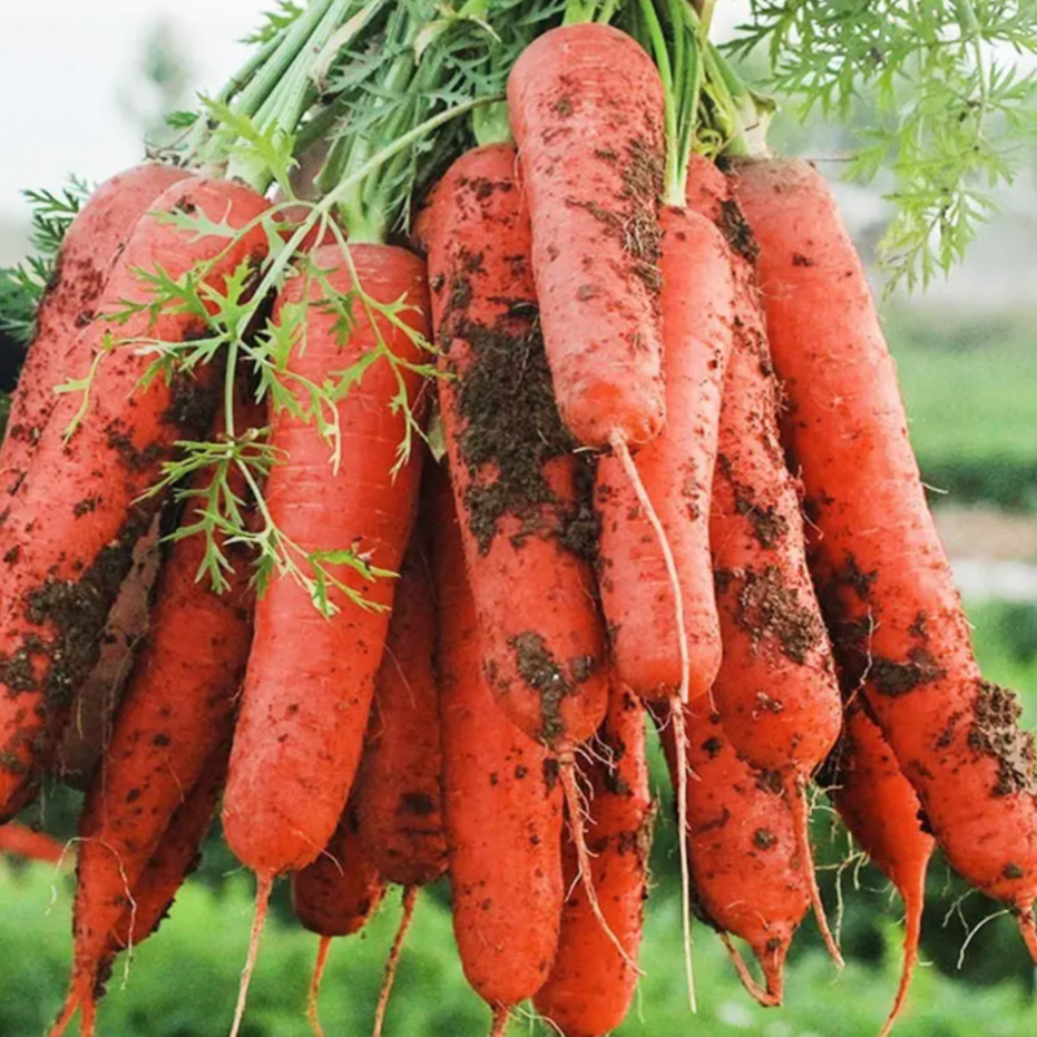 【全店满5元包邮】九寸参胡萝卜种子