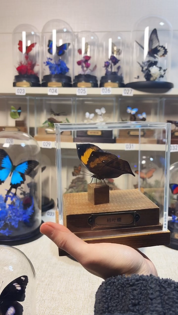 大自然的真实蝴蝶标本