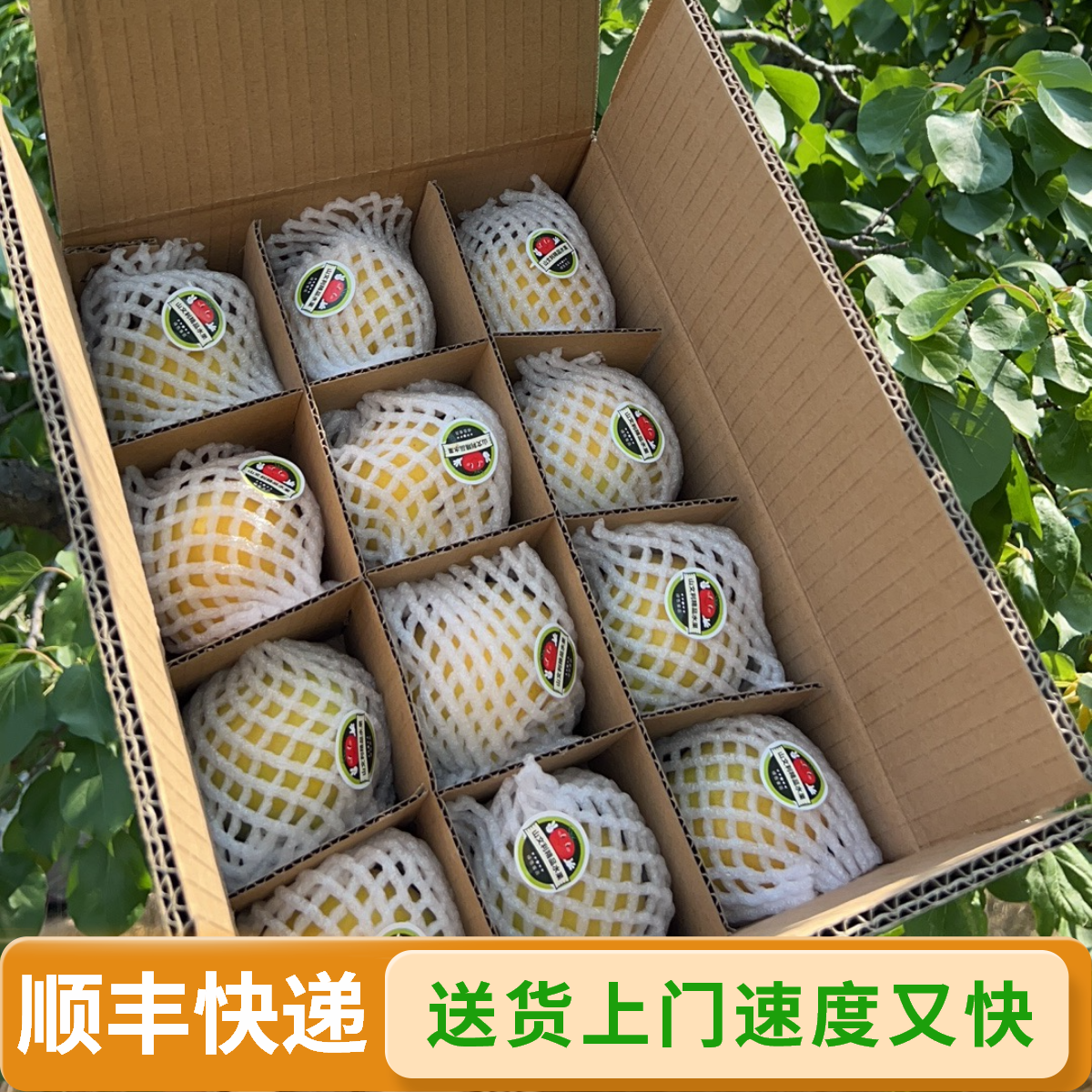 大接杏酸甜可口足5斤装建议树疤的勿拍【京东包邮】