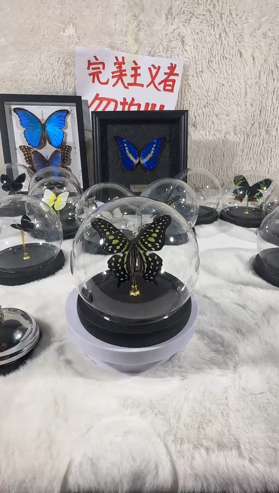 木统帅青凤蝶水晶球   