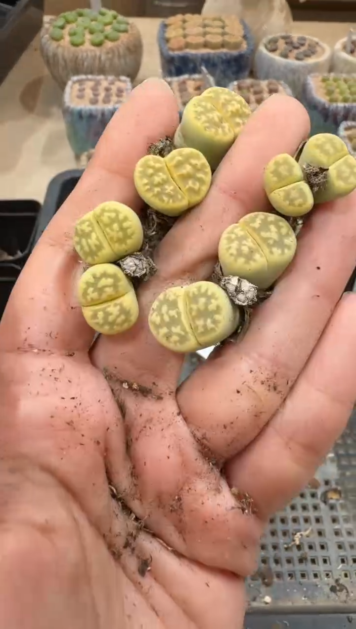 28-89多肉植物肉锥