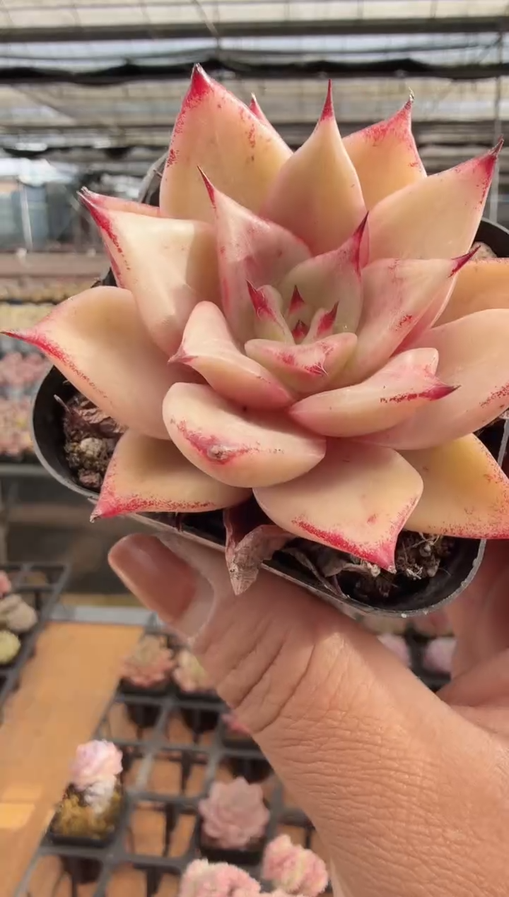 东云多肉园新款-357