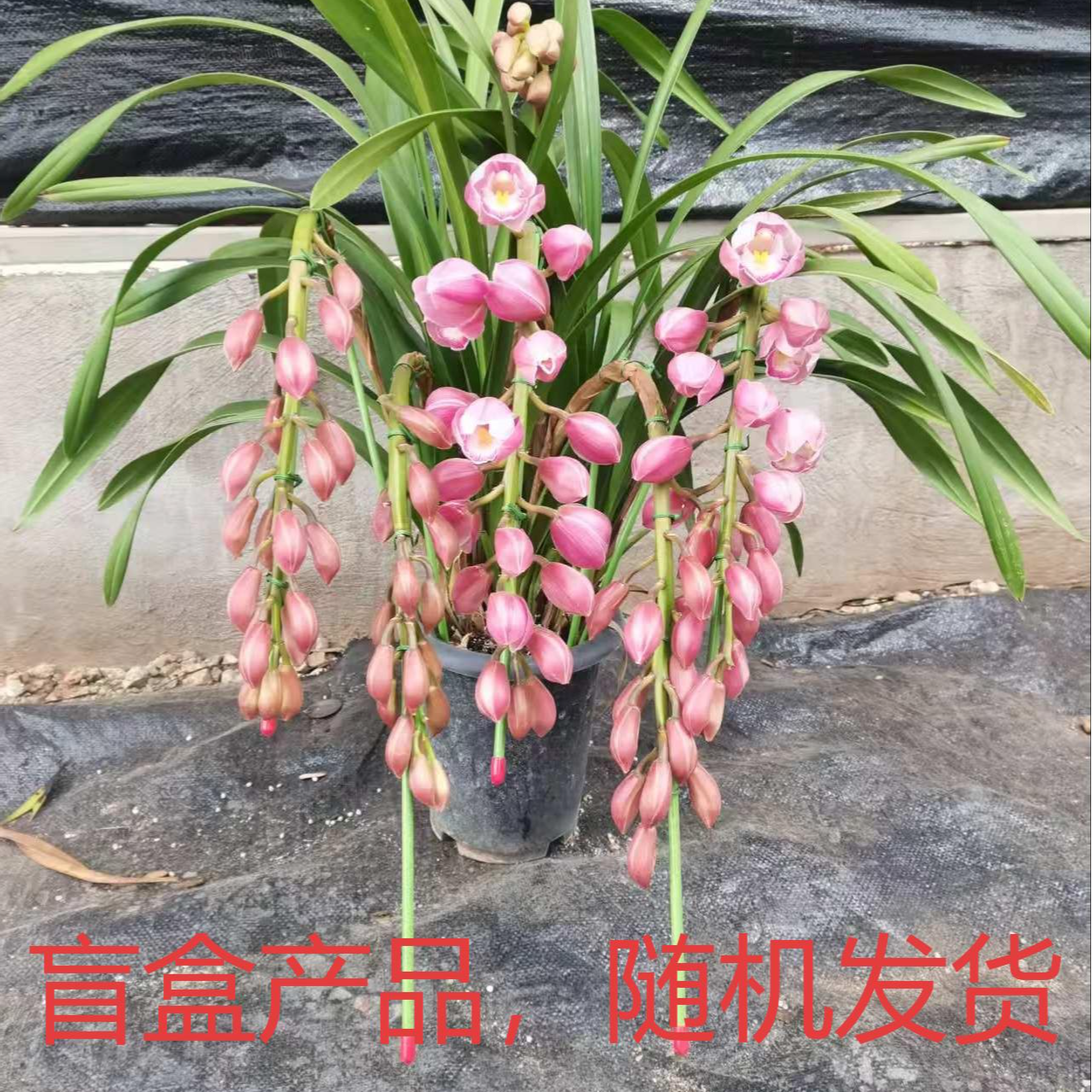 大花蕙兰 [完美主义者介意勿拍] 粉丝福利 惊喜价带回家 亏损发货