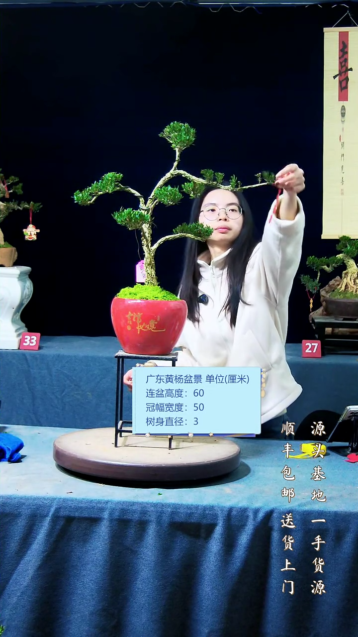 【闪购商品】黄杨盆景黄杨盆景