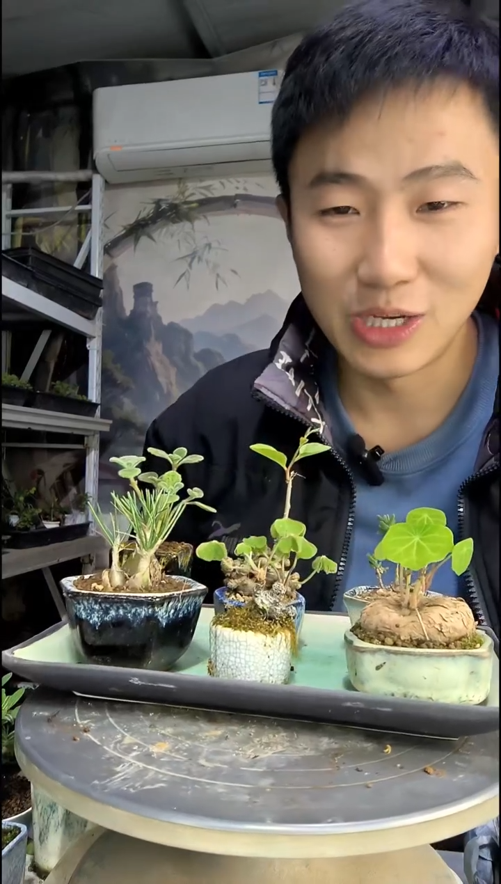 S****耀中青园艺一物一拍209