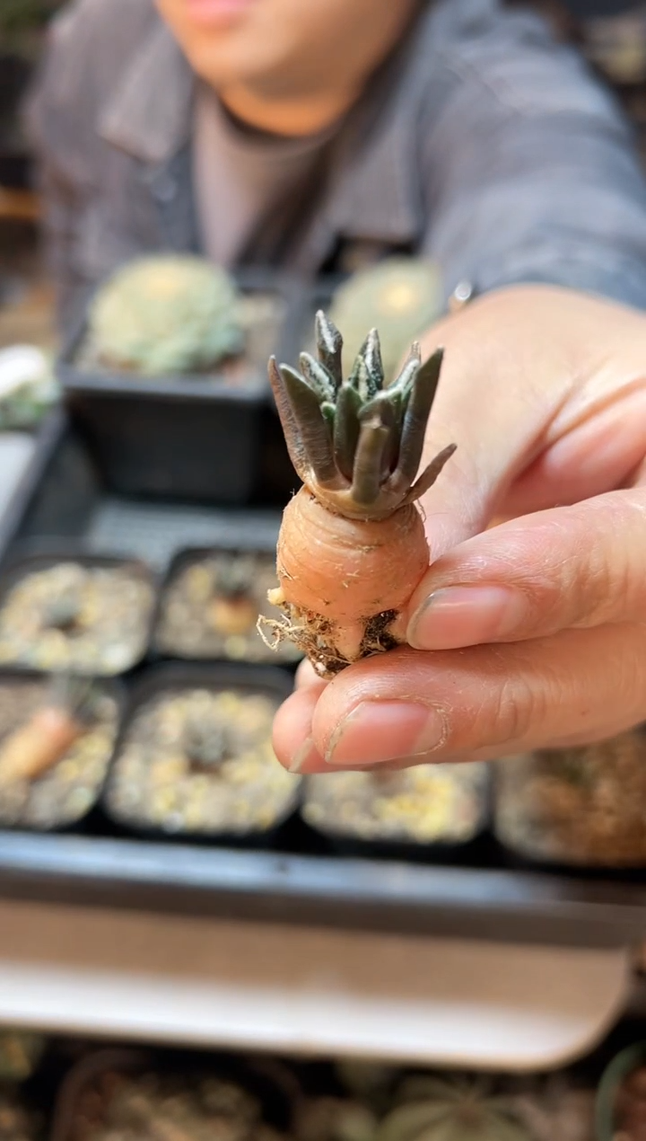 【闪购商品】实生黑牡丹1.8公分带盆