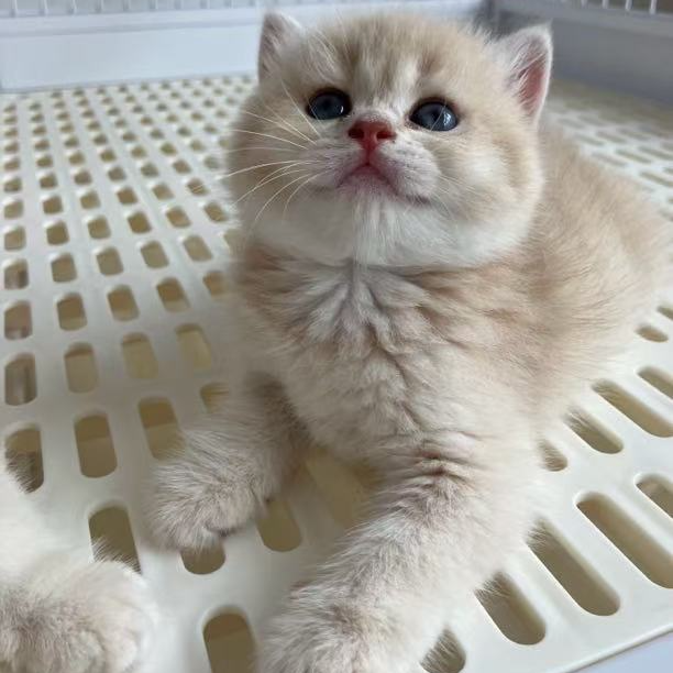 紫金渐层妹妹可爱猫咪