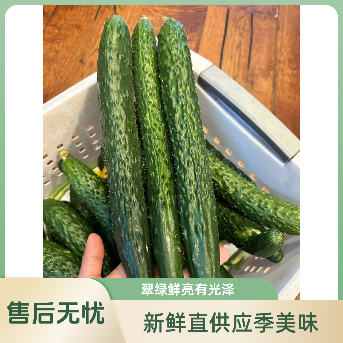 山东老品种绿瓤黄瓜现摘现发 时令蔬菜 农家菜3-5斤装新鲜