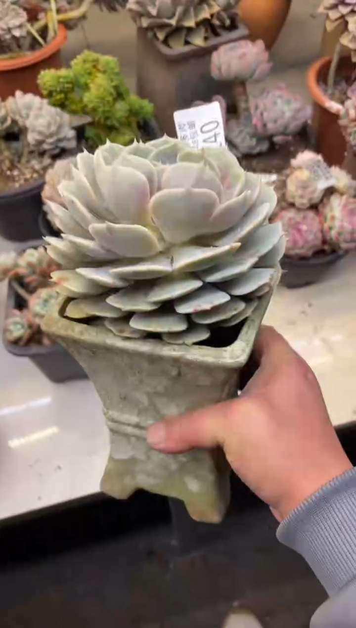 【闪购商品】140露娜莲