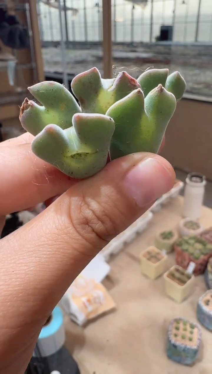 60多肉植物肉锥空蝉有老皮有干伤一颗