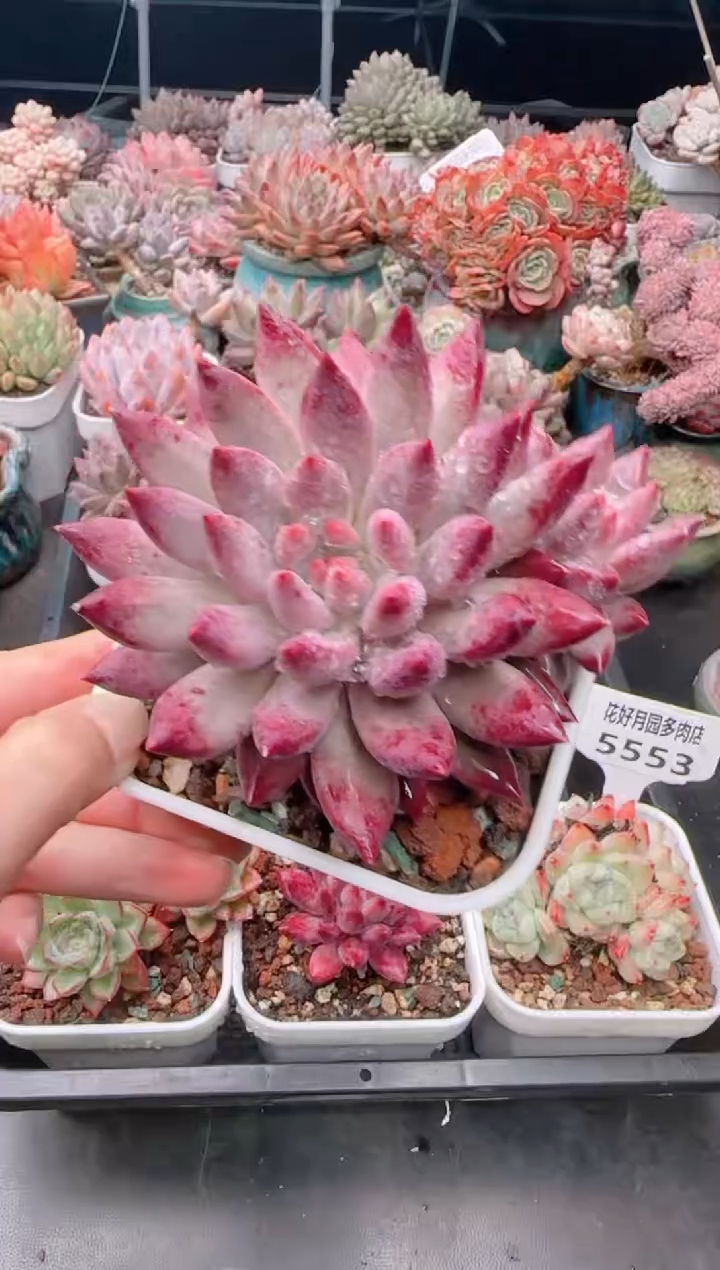 【闪购商品】5554.